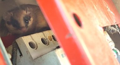 Nesli tehlike altındaki yediuyur Bolu'da görüntülendi