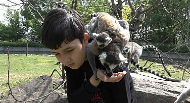 Öğrenciler lemurları elleriyle besledi