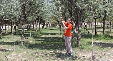 Okul bahçesine dikilen ağaçların bakımını öğrenci ve öğretmenler yapıyor