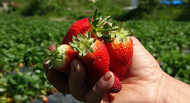 Ordu'da çilek hasadı başladı