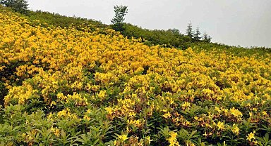 Orman gülleri yaylaları renklendirdi