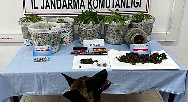 Ormanlık alanda kenevir yetiştiren şüpheli şahısların evlerinde uyuşturucu maddeler ele geçirildi