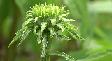 Özel izinle üretilen bitkiler tıpta kullanılıyor