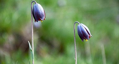 Palandöken'de Kaf Laleleri açtı