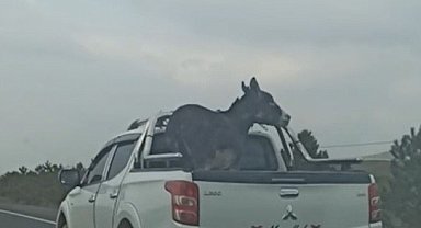 Pikap kasasına bağlanan eşek yürekleri ağza getirdi