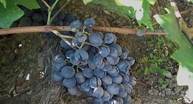 "Bağ Küllemesi Hastalıkları" yüzde 90 verim kaybına yol açabilir