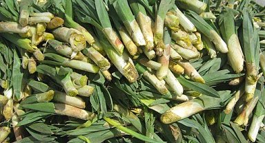 "Çiriş Otu" deyip geçmeyin