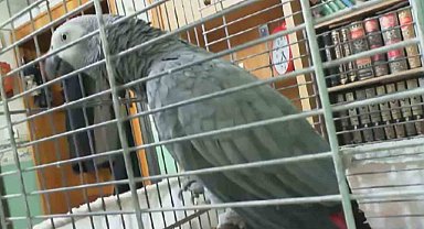 "Paşa" isimli papağan "Başkan Erdoğan" diyor