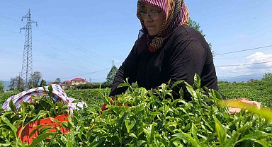 Rize'de yaş çay üreticileri bahçelere girmeye başladı