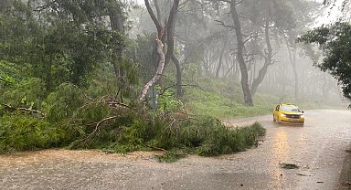 Sağanak yağmur ve fırtına ağaç devirdi