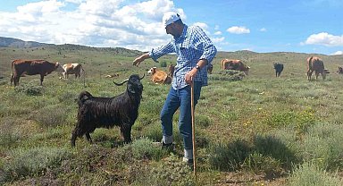 Sahibinin komutunu dinleyen keçi, sahibinden biran olsun ayrılmıyor