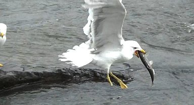 Sakat martının yaşam mücadelesi