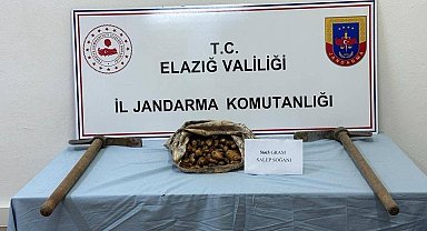 Salep soğanı toplayan şahıs suçüstü yakalandı