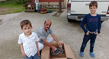 Salihli'de yaralı gri balıkçıl tedavi altına alındı