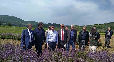 Samsun 'tıbbı aromatik bitki' üretiminde merkez oluyor