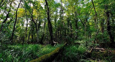 Samsun yüzölçümünün yüzde 7,08'i korunuyor