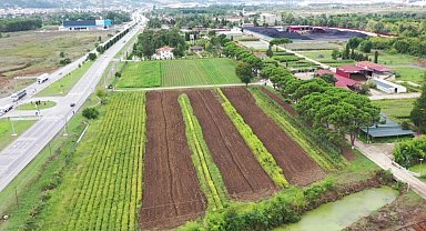 Samsun'da üretilen 134 türden 10 milyon fidan Türkiye'yi yeşillendiriyor