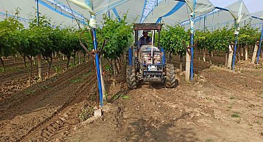 Sarıgöl Ovası'nın bağlarında hummalı çalışma