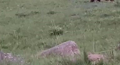 Sarıkamış'ta boz ayı ailesi görüntülendi