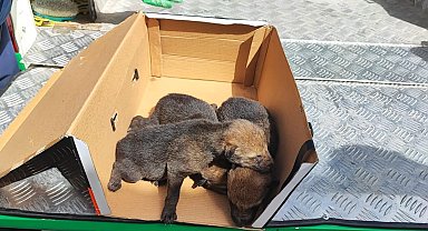 Sarıkamış'ta bulunan kurt yavruları emin ellerde