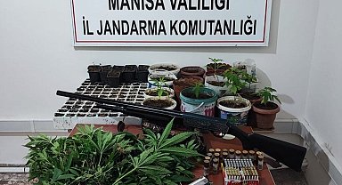 Saruhanlı'da 403 kök kenevir ele geçirildi