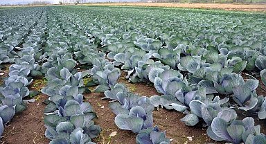 Sebze ve meyveyi Samsun üretiyor, Türkiye tüketiyor