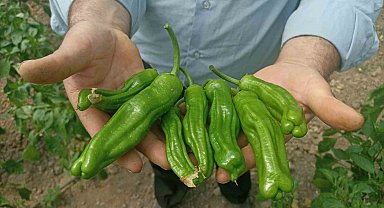 Sera üreticileri 'Kök Boğazı' hastalığına çözüm bulamıyor