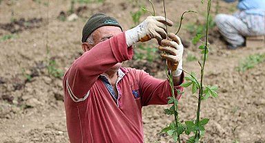 Şerbetçiotu tarlalarında hummalı çalışma sürüyor