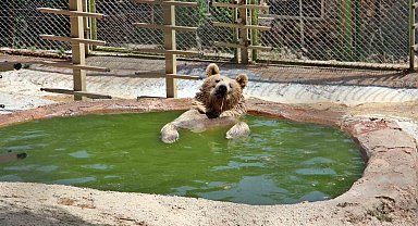 Sıcaktan bunalan boz ayı ailesinin havuz keyfi