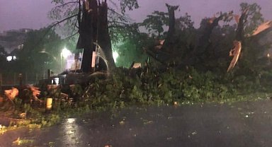 Sierra Leone'nun sembolü 400 yıllık pamuk ağacı fırtına nedeniyle devrildi