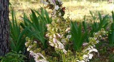 Siirt'te bu çiçeğin koparan yandı: Cezası 244 bin 315 TL