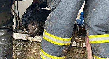 Su kuyusuna düşen ineklere kurtarma operasyonu