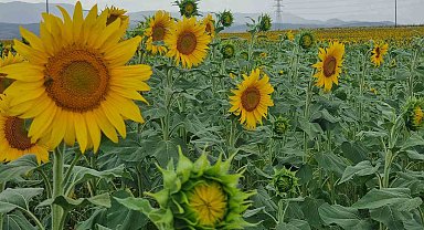 Sulama projesi ve yağışlar ayçiçeği üreticisinin yüzünü güldürdü