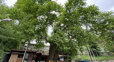 Tarihi çınar ağacı yıllara meydan okuyor