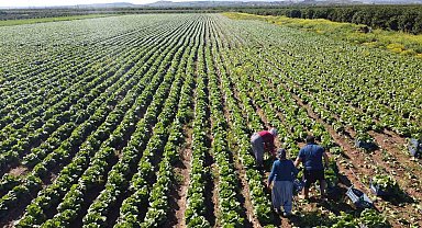 Tarımda üretici enflasyonu nisanda yüzde 71,52'ye geriledi