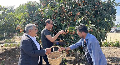 Tarsus'ta 2 ton yenidünya meyvesi hasadı gerçekleştirildi