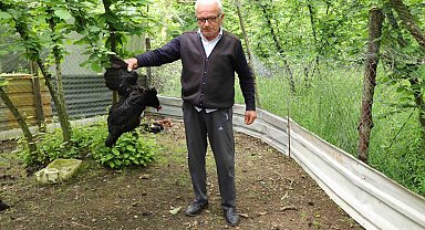Tavuk ve horozları başıboş köpekler tarafından telef edildi
