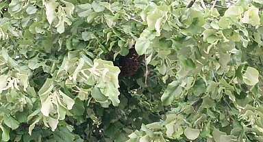 Tekirdağ'da ağaca yuva yapan yüzlerce arı vatandaşları korkuttu