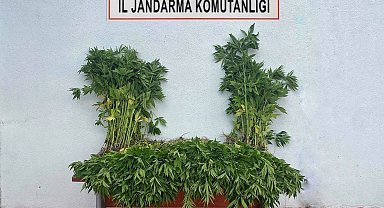 Tekirdağ'da kenevir operasyonu: 2 gözaltı