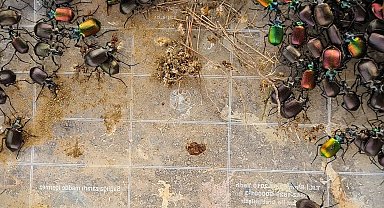 Terminatör böcekler çam kese böceklerine karşı