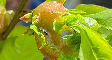 Terminatör böcekler katil arılarla savaşacak
