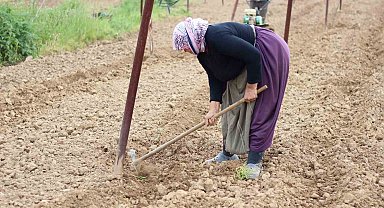 Tescilli Pazaryeri boncuk fasulyesi tohumları toprakla buluşmaya başladı