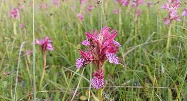 Tıbbi ve aromatik bitkiler orman köylüsünün geçim kaynağı oluyor