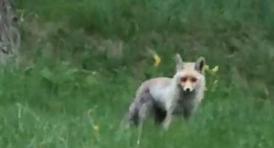 Tilki, pikniğe giden vatandaşların davetsiz misafiri oldu