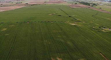 Trakya'da buğdayda yüksek rekolte beklentisi