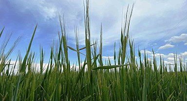 Türkiye'de tarımsal kuraklık riski kalmadı