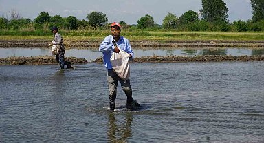 Türkiye'nin çeltik ambarında 'beyaz altın' mesaisi başladı