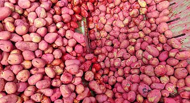 Türkiye'nin önemli üretim merkezi, ekimler devam ediyor