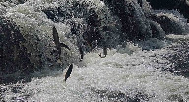 Uçan balıkların muhteşem göç yolculuğuna susuzluk engeli