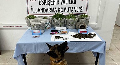 Uyuşturucu madde yetiştiren şahıslar Jandarma köpeği Akça'dan kaçamadı